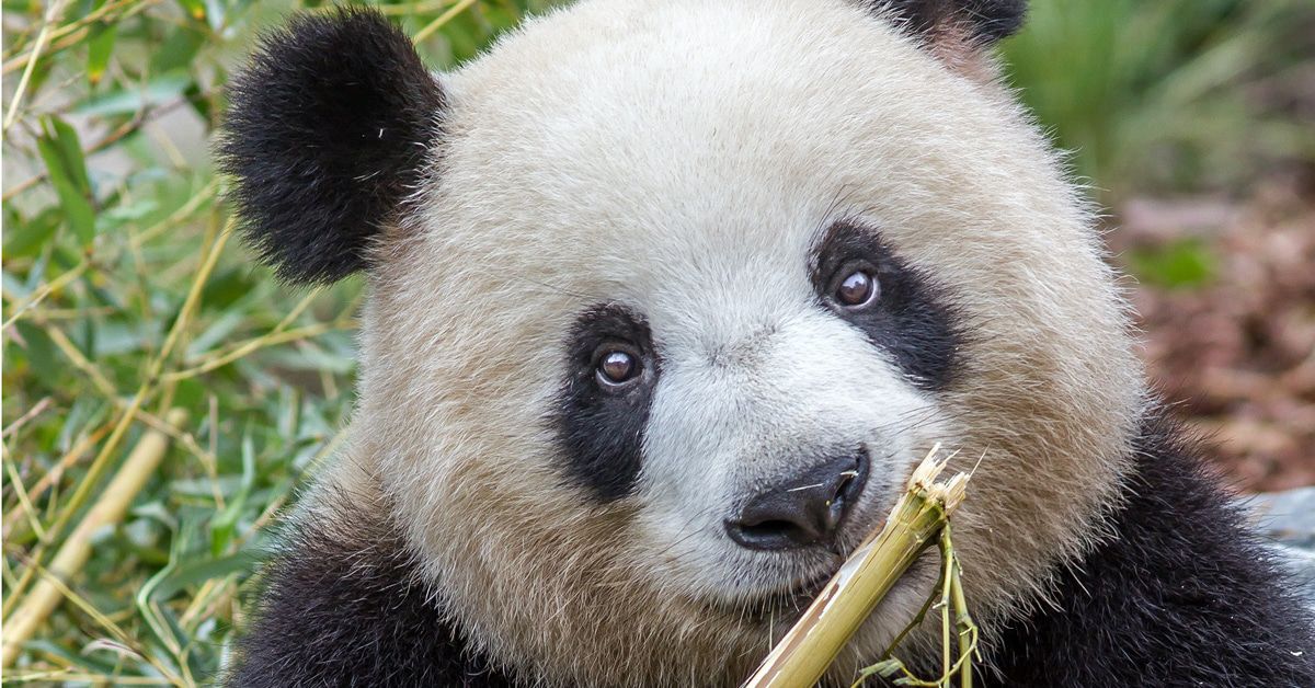 Berliner Sensation: Meng Meng erwartet Nachwuchs