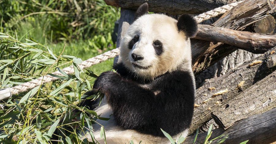 Meng Meng: Das hier sind die ersten zwei Panda-Geburten Deutschlands