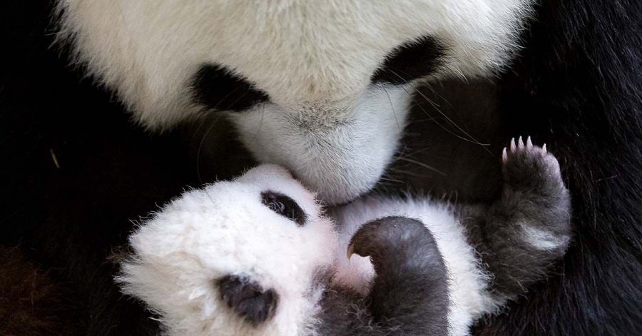 Berliner Panda-Zwillinge kuscheln zum ersten Mal miteinander