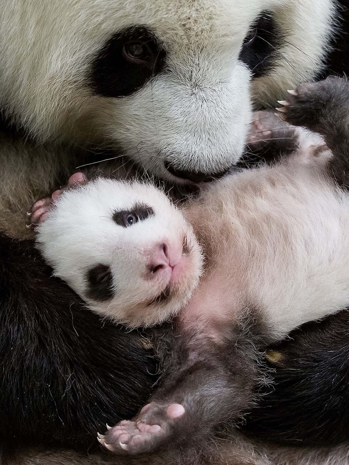Berliner Panda-Zwillinge kuscheln zum ersten Mal miteinander