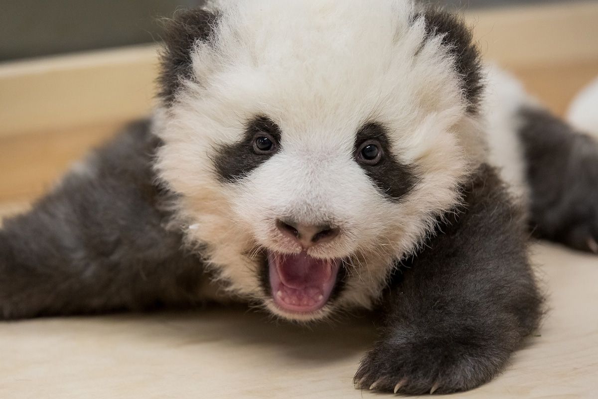 Süüüüß! Berliner Pandas mit Schluckauf - Neue Bilder!