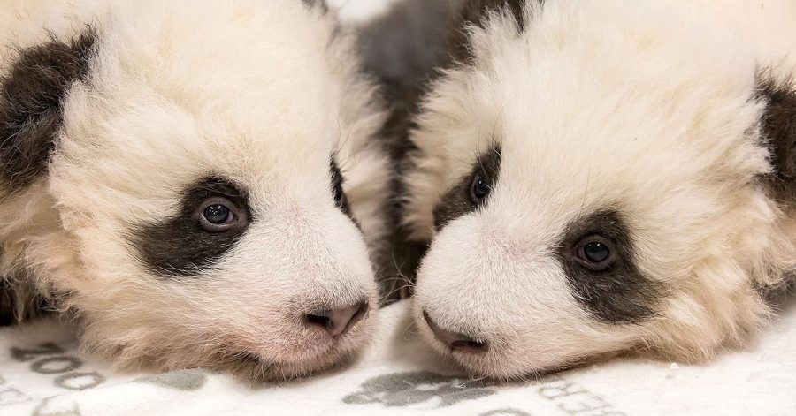 Süüüüß! Berliner Pandas mit Schluckauf - Neue Bilder!