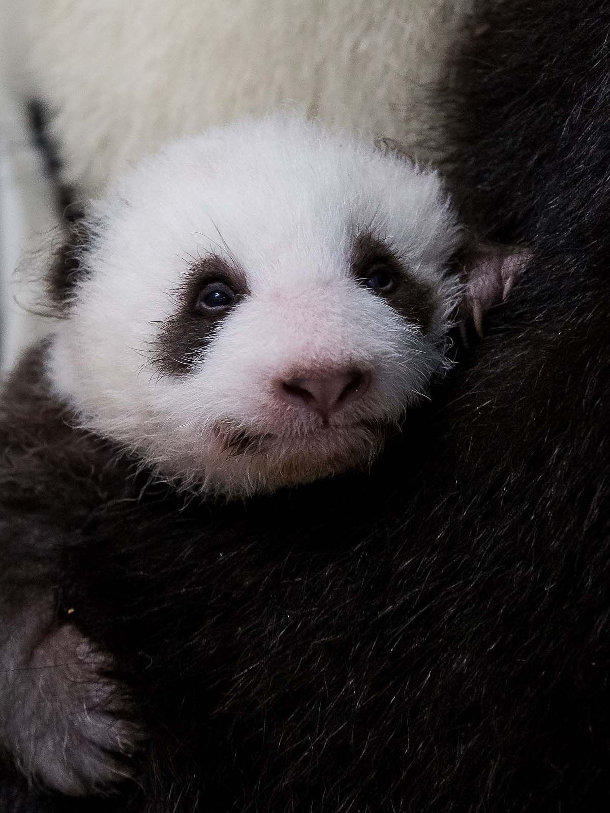 Berliner Panda-Zwillinge kuscheln zum ersten Mal miteinander