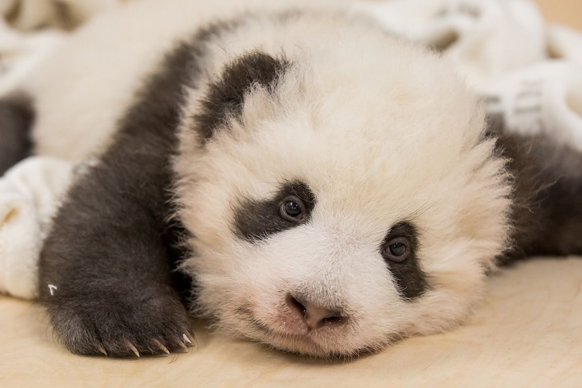 Süüüüß! Berliner Pandas mit Schluckauf - Neue Bilder!