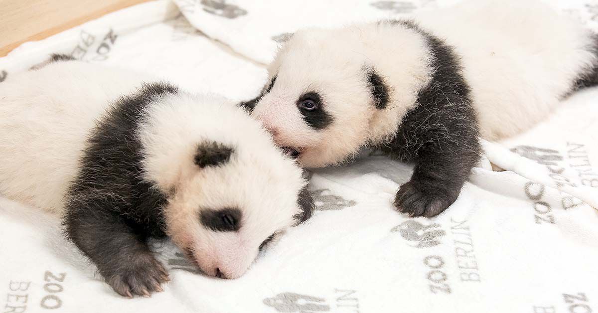 Berliner Panda-Zwillinge kuscheln zum ersten Mal miteinander