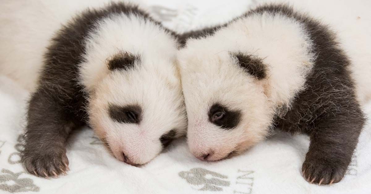 Berliner Panda-Zwillinge kuscheln zum ersten Mal miteinander