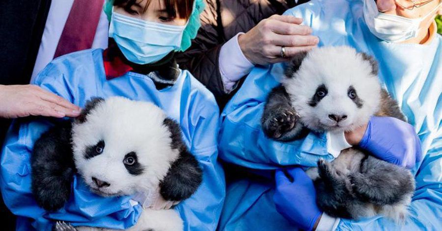 Die Berliner-Panda-Zwillingen sind Jungs und heißen...