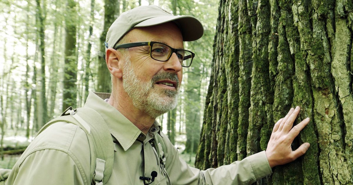 Kritik "Das geheime Leben der Bäume": Der Kinofilm zum Buch-Bestseller