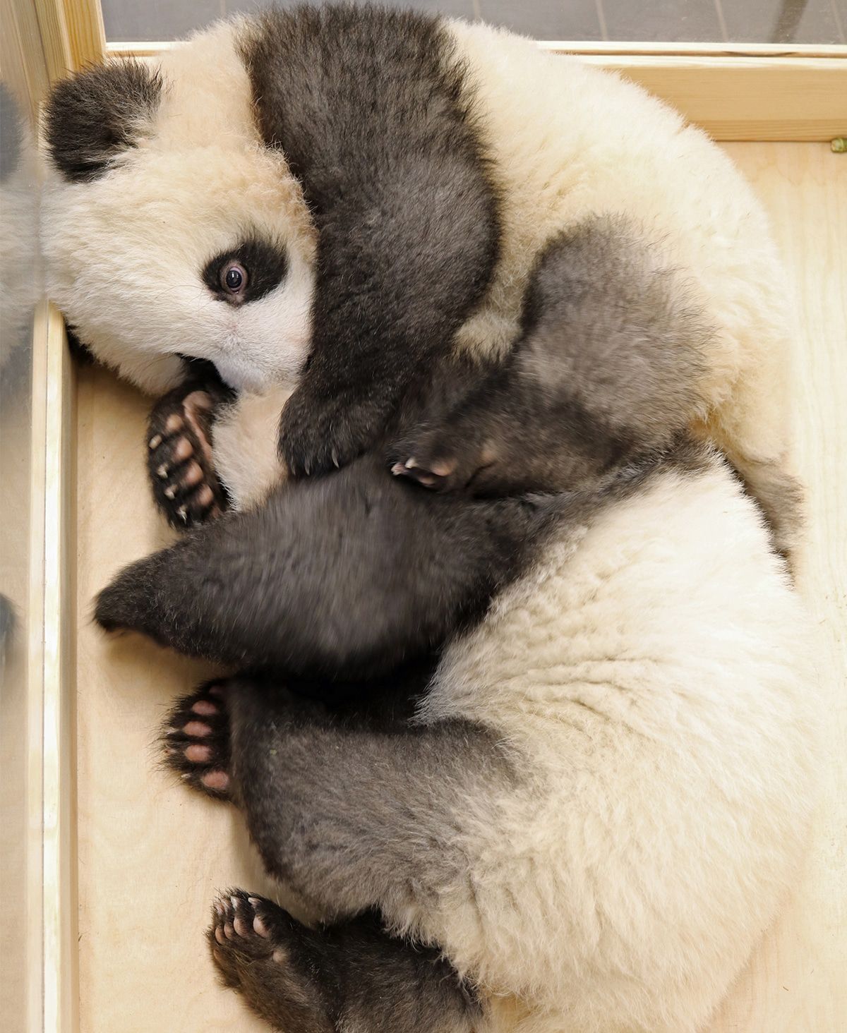 Berliner Panda-Babys sind fit für den Besucheransturm am Donnerstag