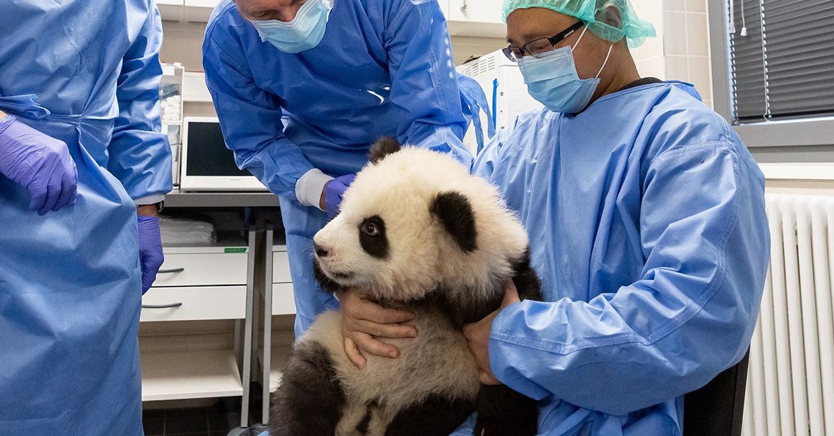 Berliner Panda-Babys sind fit für den Besucheransturm am Donnerstag