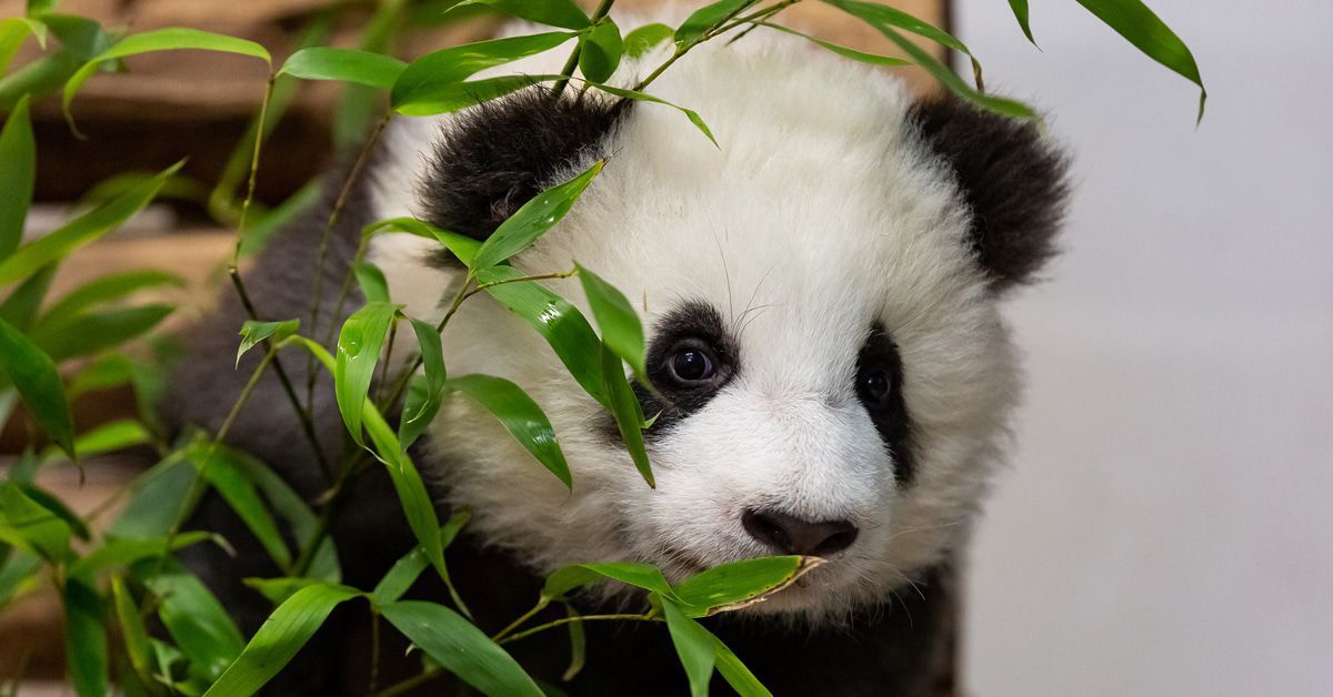 Neues von den Berliner Panda-Jungs