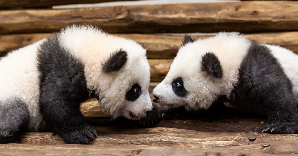 Neues von den Berliner Panda-Jungs