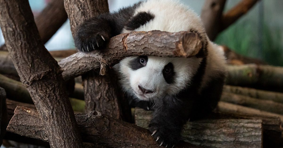 Panda-Zwillinge machen ersten Ausflug