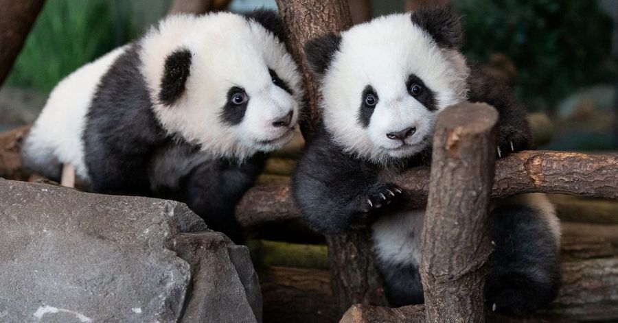 Panda-Zwillinge machen hier ihren ersten Ausflug nach draußen