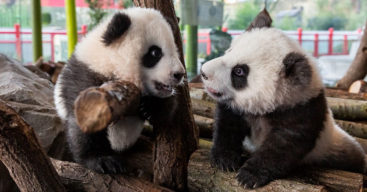 Panda-Zwillinge machen ersten Ausflug