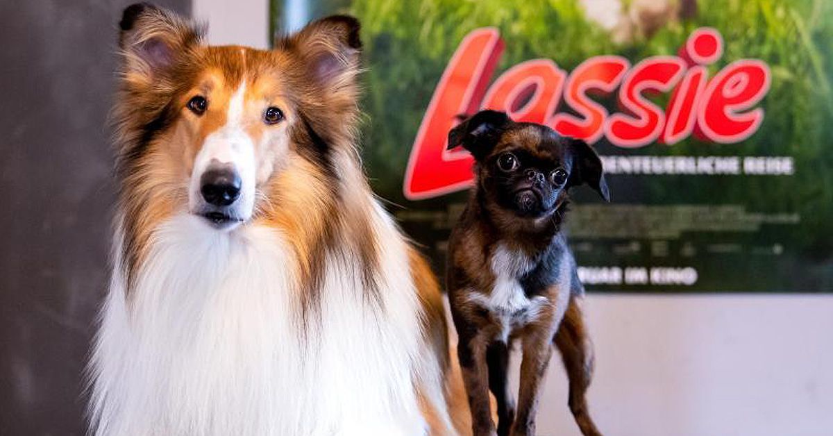 "Lassie" kehrt zurück Wie das mit dem Hund im Film wirklich