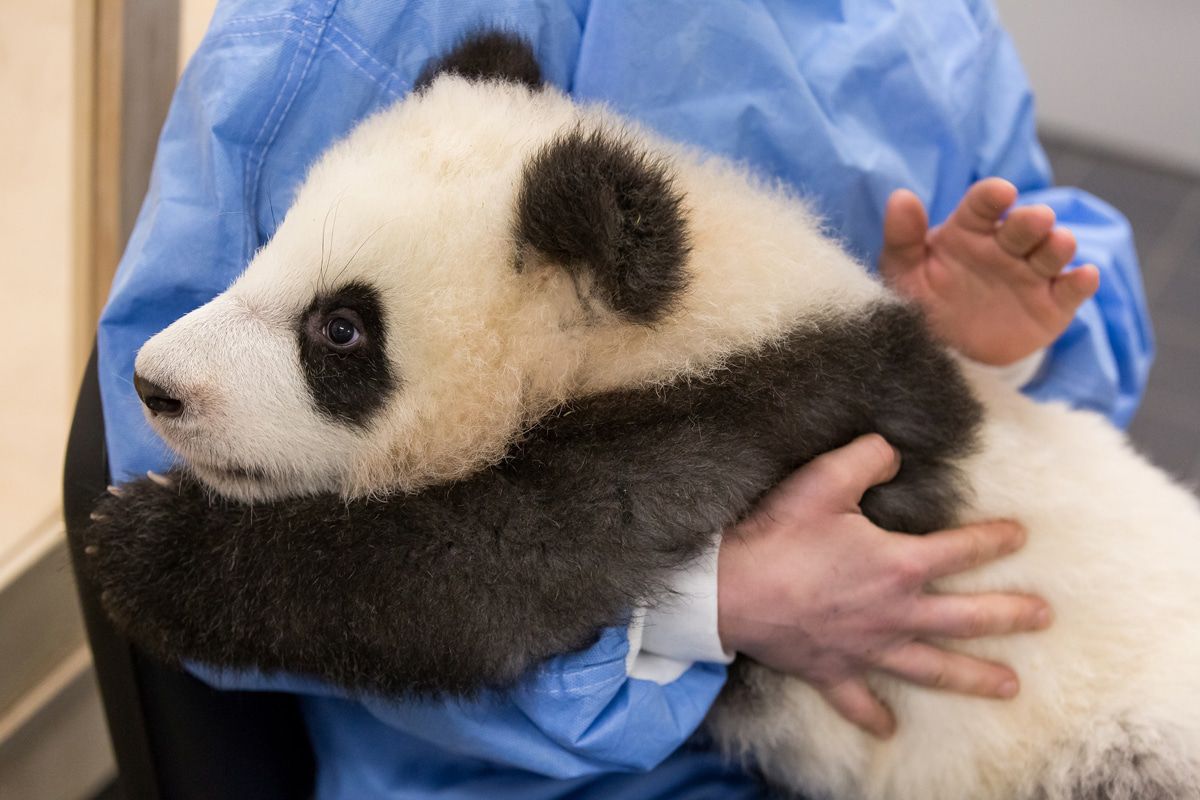 Neues von den Panda-Zwillingen Pit und Paule