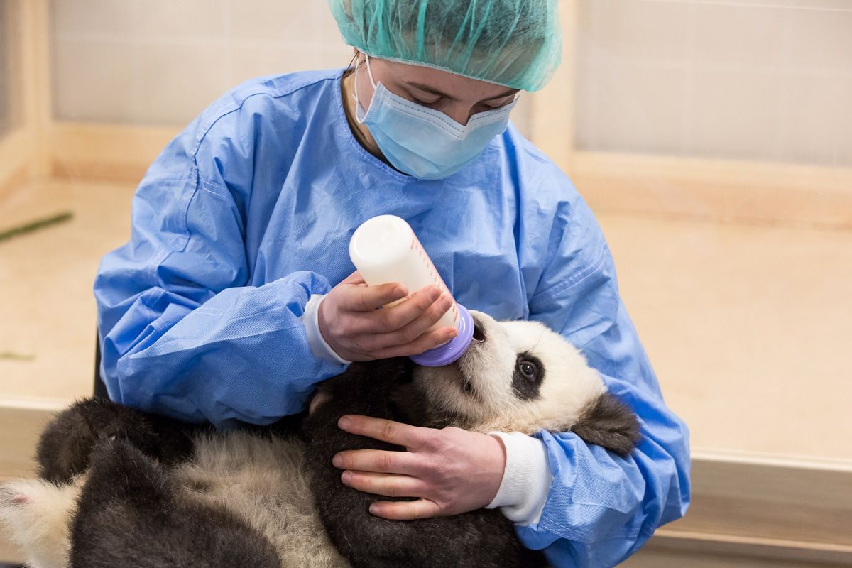 Neues von den Panda-Zwillingen Pit und Paule