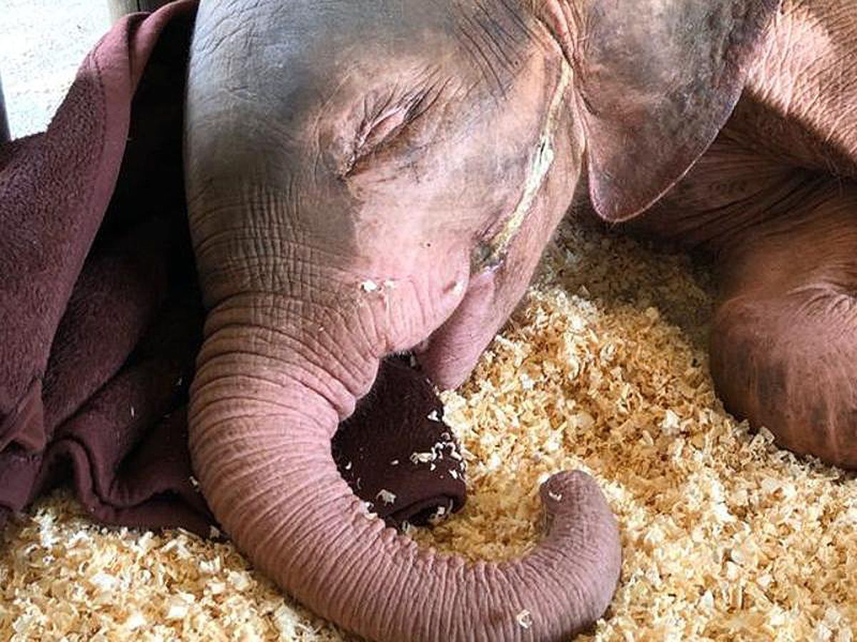 Pinker Elefant mit blauen Augen vor dem sicheren Tod gerettet