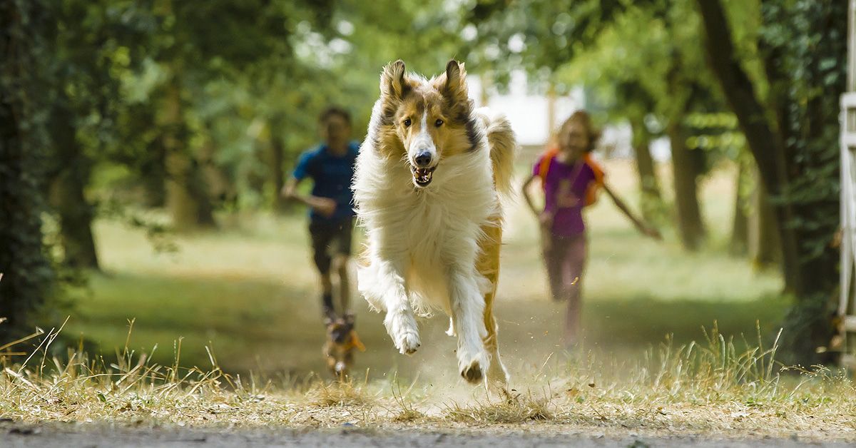 "Lassie" kehrt zurück: Wie das mit dem Hund im Film wirklich funktionierte