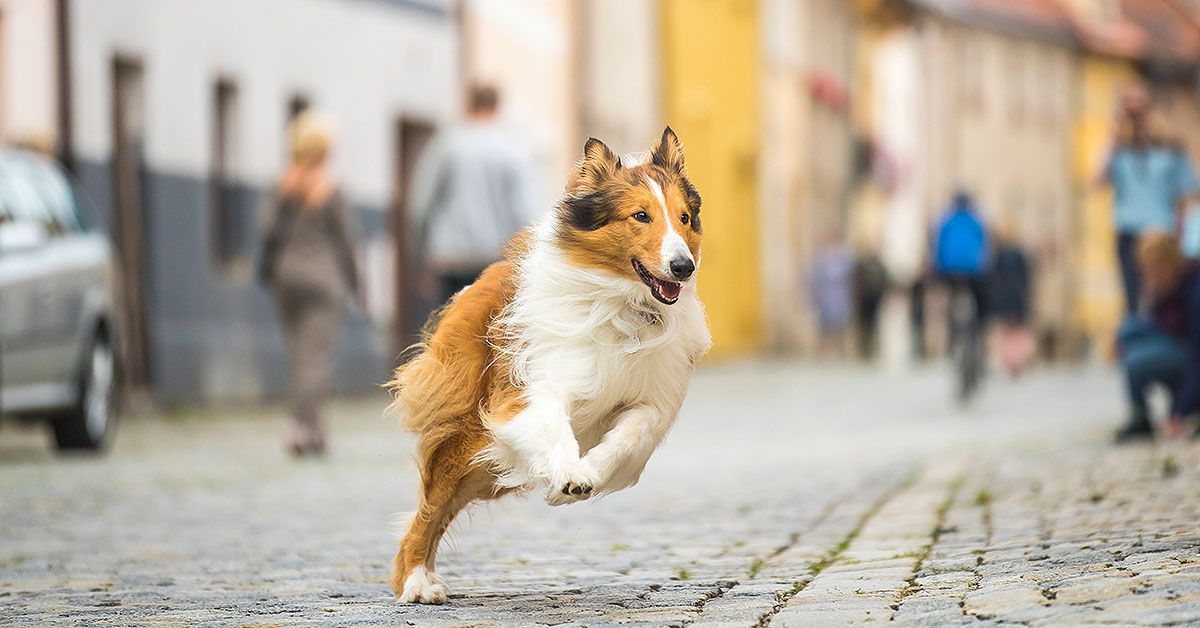 Filmkritik "Lassie": Neue Verfilmung knapp 80 Jahre nach dem ersten Film