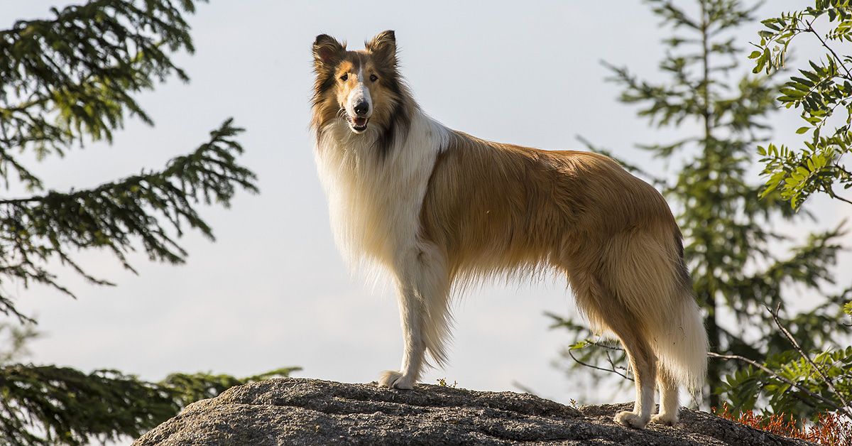 "Lassie" kehrt zurück: Wie das mit dem Hund im Film wirklich funktionierte