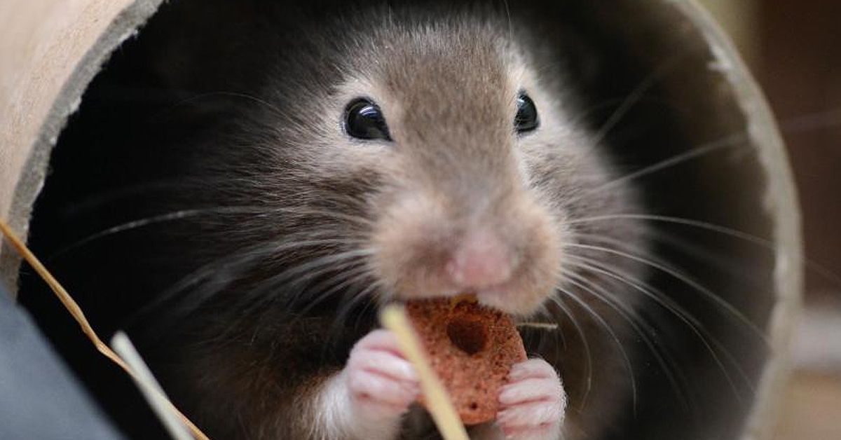 Der Hamster in uns: Hier erklären wir das Phänomen