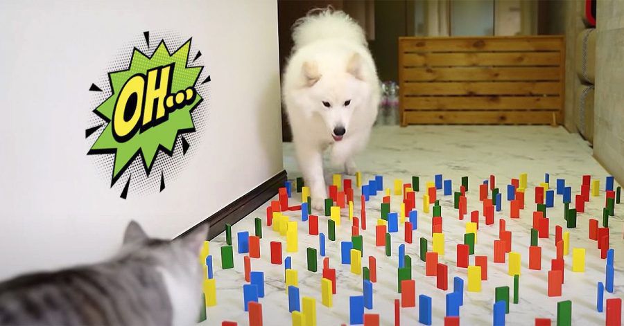 Neuer Quarantäne-Hit: Alles für die Katz (und den Hund!)