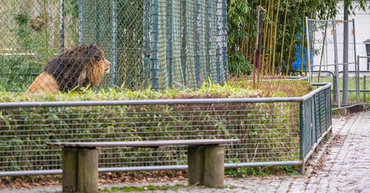 Langeweile bei Tieren: Corona-Virus lähmt die Zoos
