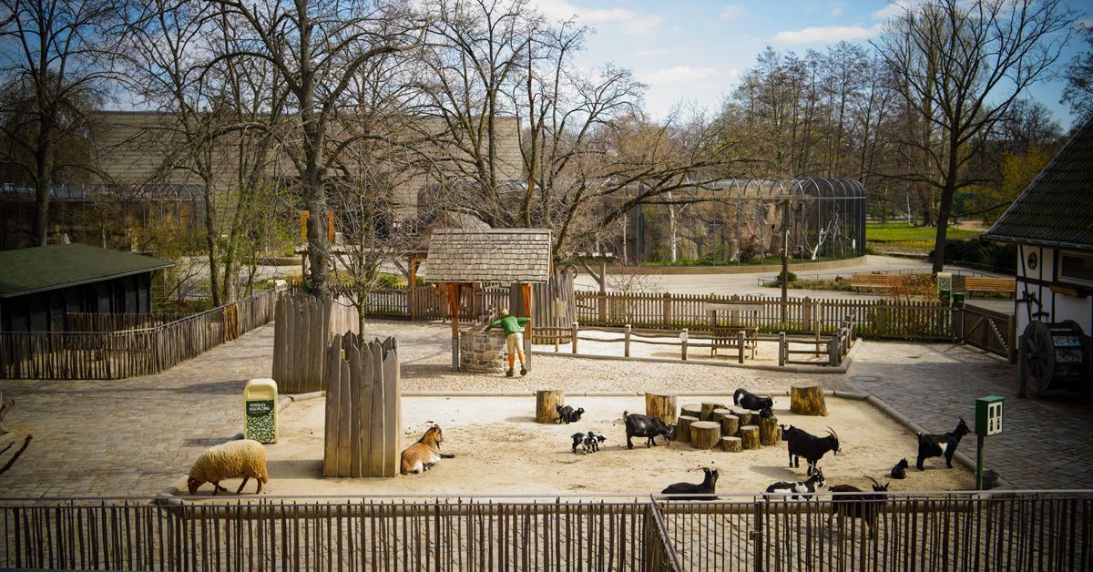 Langeweile bei Tieren: Corona-Virus lähmt die Zoos