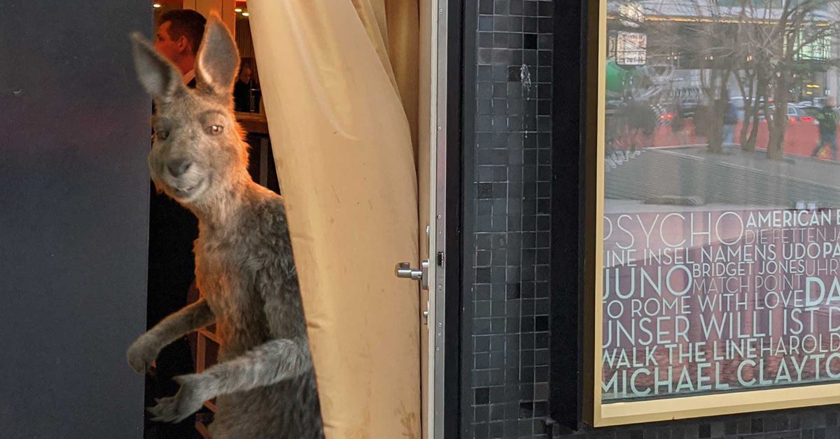 "Die Känguru-Chroniken" wieder da: Zuschauer sollen 3D-Brille mitbringen