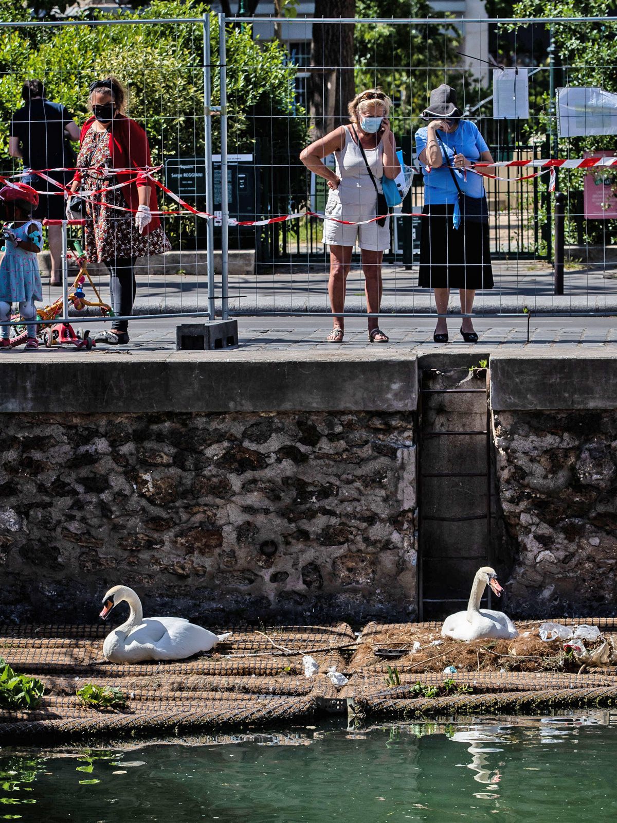 Dieses Schwanenpaar mit Küken begeistert ganz Paris
