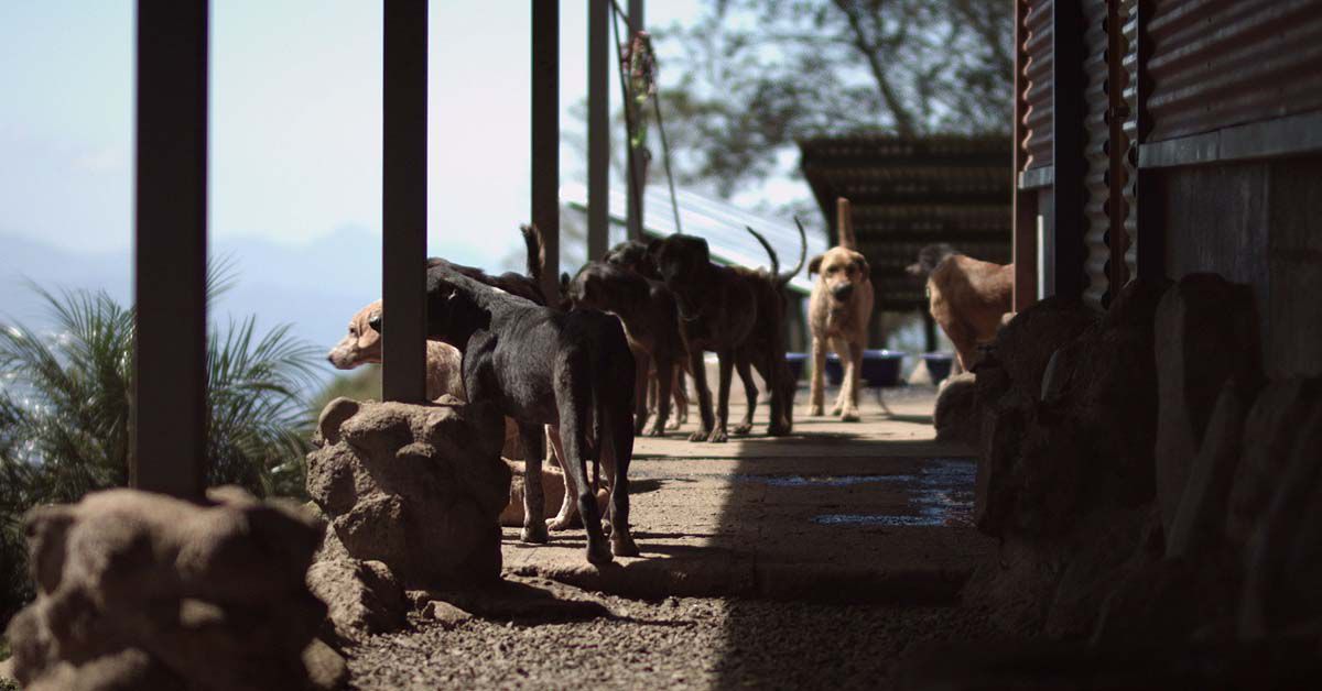 der bewegende Dokumentarfilm CODY – WIE EIN HUND DIE WELT VERÄNDERT erzählt die Geschichte des rumänischen Straßenhundes Cody, der von einer jungen schweizerischen Familie adoptiert wird und ein sicheres Leben in Zu?rich verbringen darf. Gleichzeitig verliert Cody dabei seine Freiheit, die er als Straßenhund gekannt hatte. Regisseur Martin Skalsky geht in seinem Film der Frage nach, inwiefern wir Menschen u?berhaupt bereit sind, Tieren Rechte und Entscheidungsfreiräume einzuräumen. Was wu?rde passieren, wenn Cody wieder mit seiner alten Lebenssituation konfrontiert wird? Fu?r welches Leben wu?rde er sich entscheiden? Und könnte ich diese Entscheidung respektieren und mit den Konsequenzen leben?