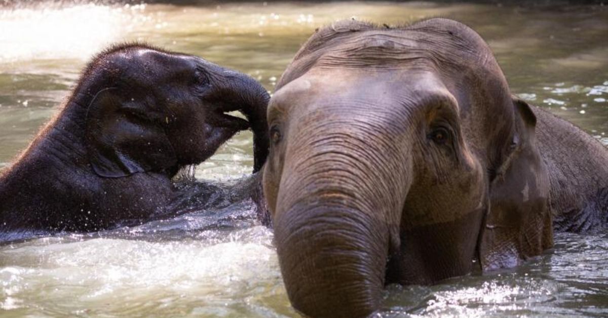 Tierpark Hagenbeck: Das hilft bei Affenhitze im Zoo