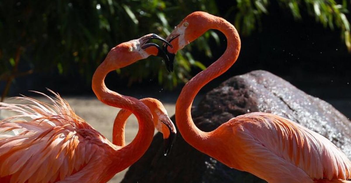 Tierpark Hagenbeck: Das hilft bei Affenhitze im Zoo