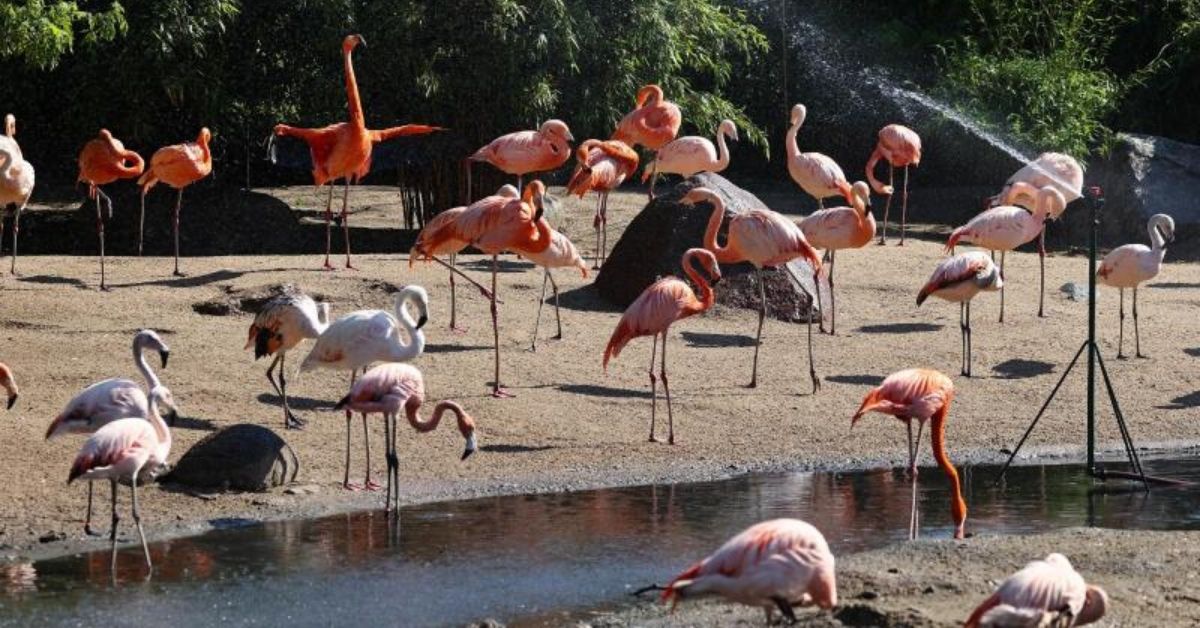 Tierpark Hagenbeck: Das hilft bei Affenhitze im Zoo