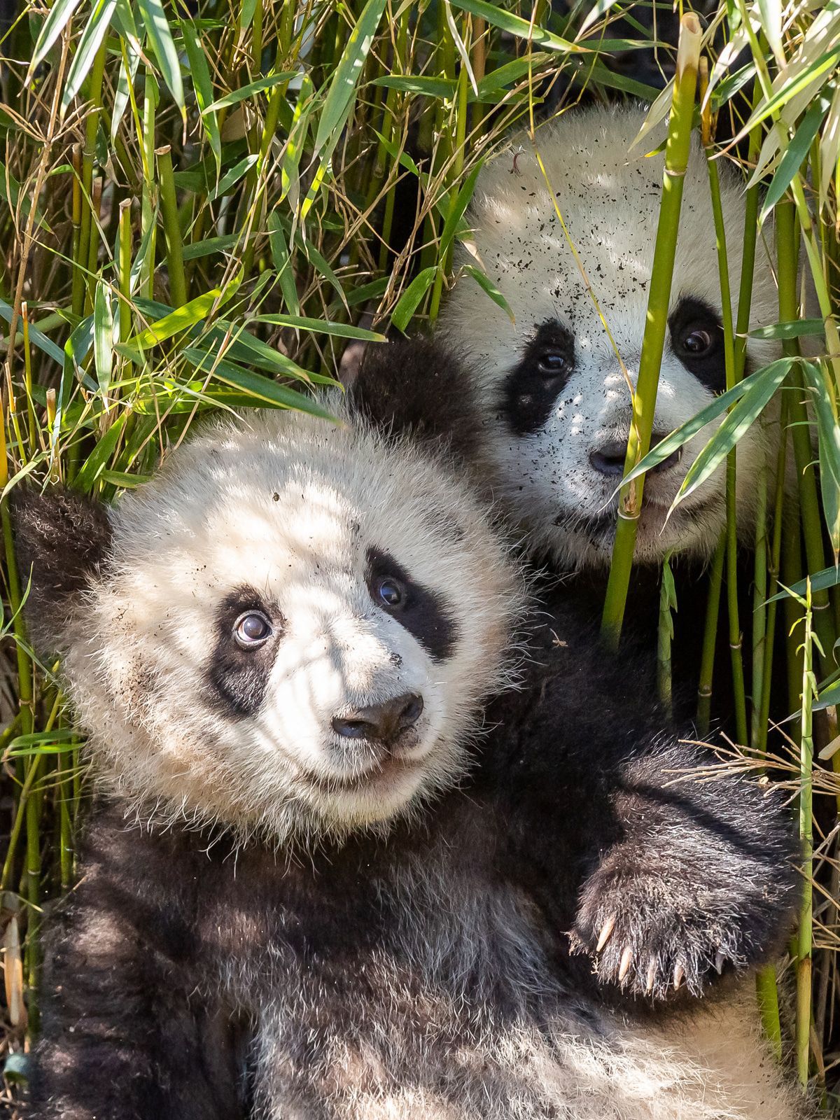 Meng Meng in süßem Video: Eine Torte zum 7. Geburtstag!