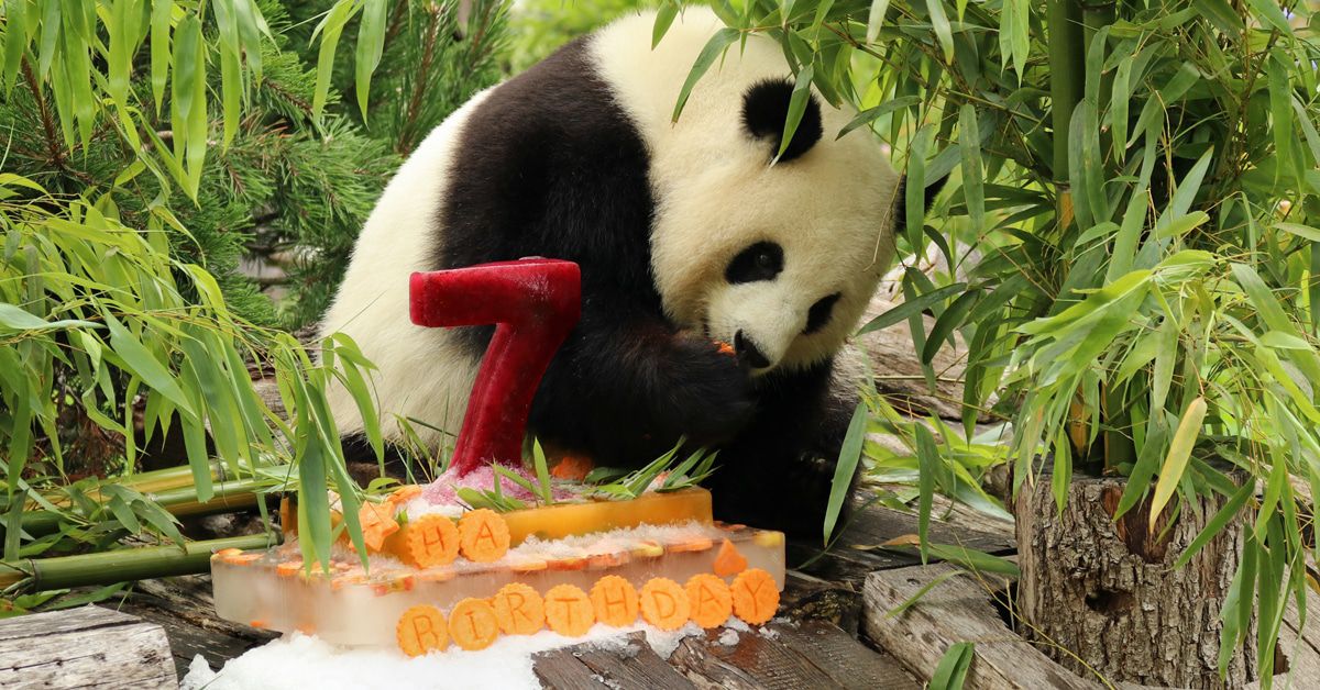 Meng Meng in süßem Video: Eine Torte zum 7. Geburtstag!