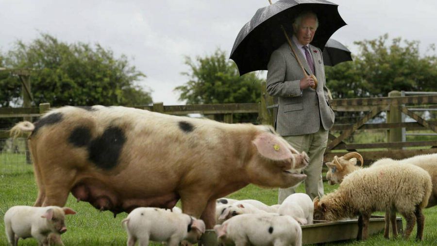 Prinz Charles bei seinem Besuch im Cotswold Farm Park. (hub/spot)