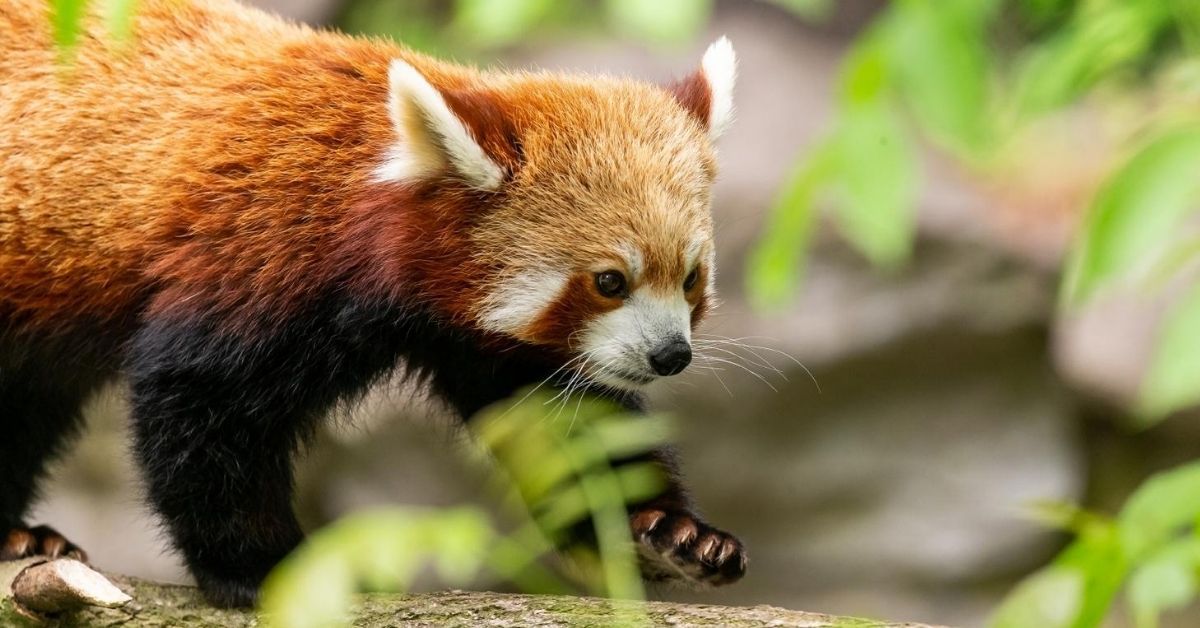 Tierpark Berlin: Nachwuchs bei den „schönsten Säugetieren der Erde“