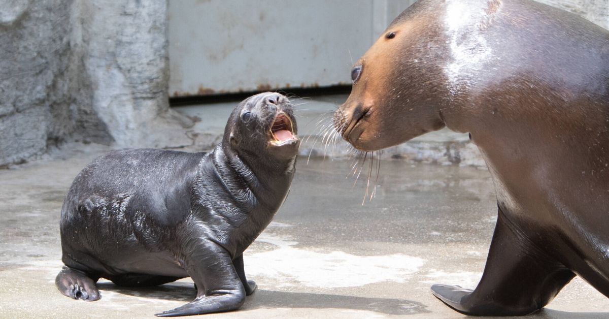 Auf Flossen die Welt entdecken: Seelöwenbabys in Berlin