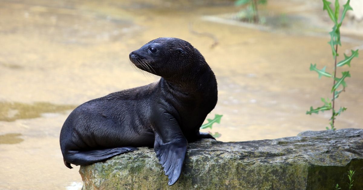 Auf Flossen die Welt entdecken: Seelöwenbabys in Berlin