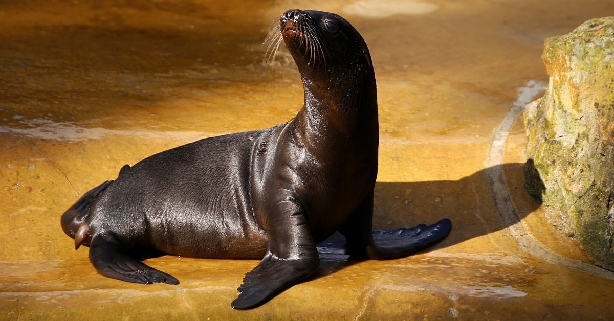 Auf Flossen die Welt entdecken: Seelöwenbabys in Berlin