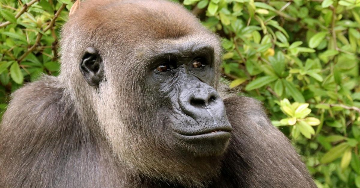 Zoo Berlin: Gorilla-Dame erwartet Nachwuchs!