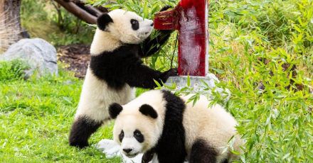 Panda-Zwillinge im Zoo Berlin feiern 1. Geburtstag