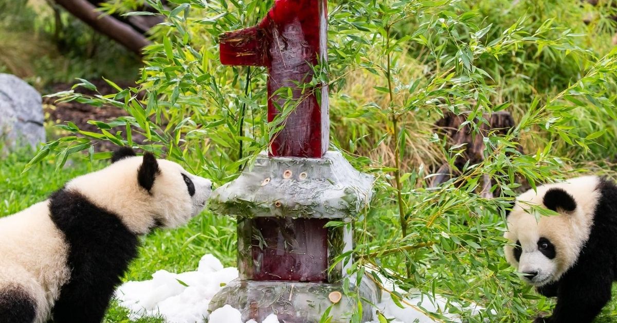 Panda-Zwillinge im Zoo Berlin feiern 1. Geburtstag