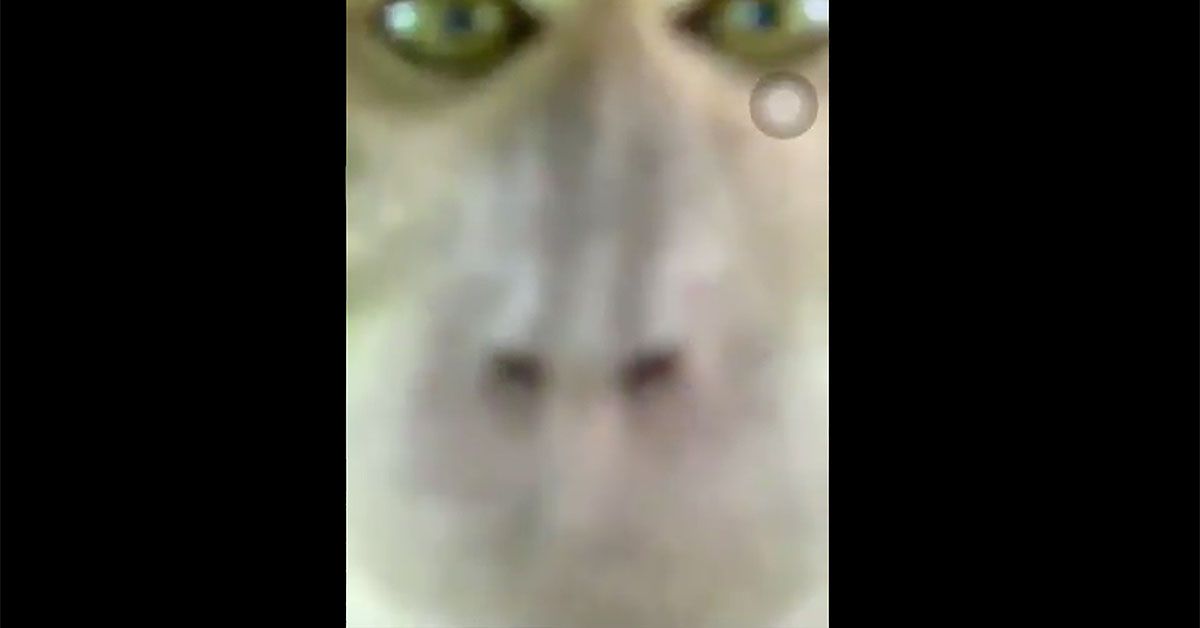 Dieser Affe klaut Smartphone und macht Fotos