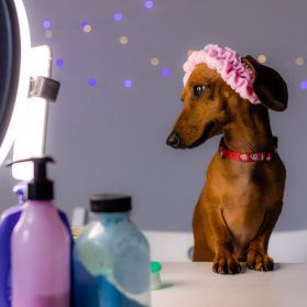 Petfluencer: Ein Dackel posiert mit Ringlicht vor der Kamera