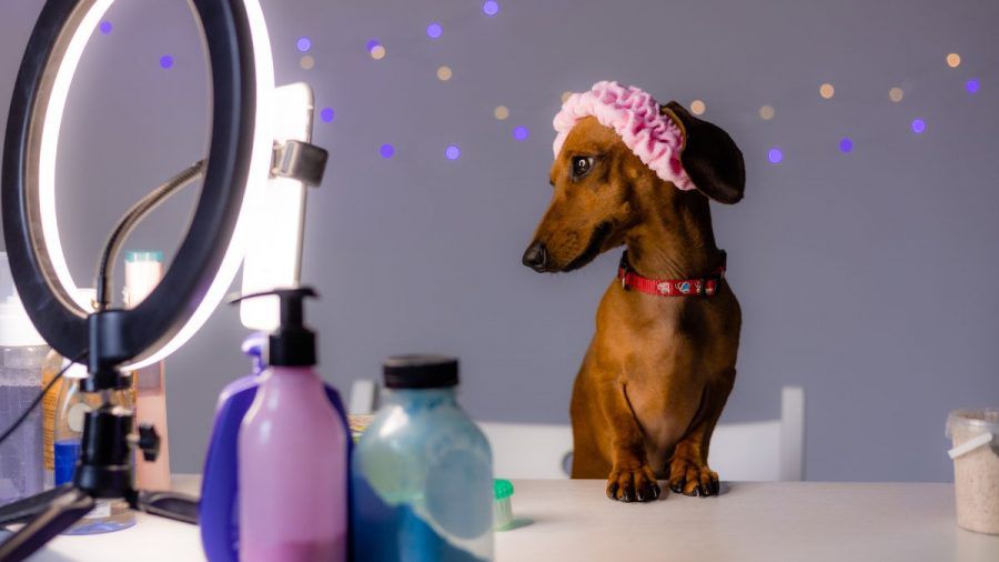 Petfluencer: Ein Dackel posiert mit Ringlicht vor der Kamera