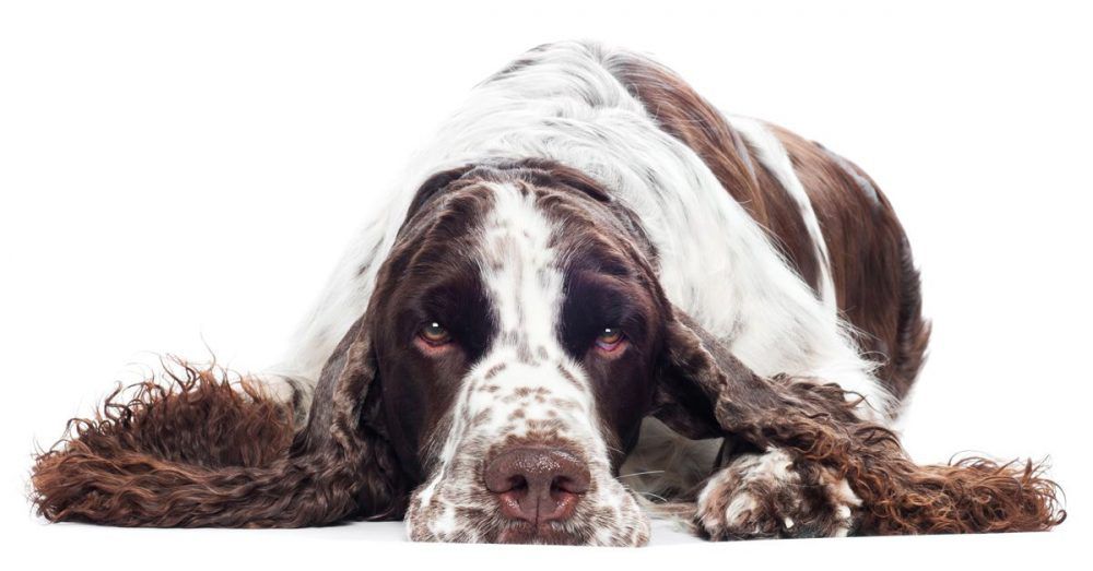 Dieser Hund zeigt, wie das mit der Gesichtsmaske richtig geht
